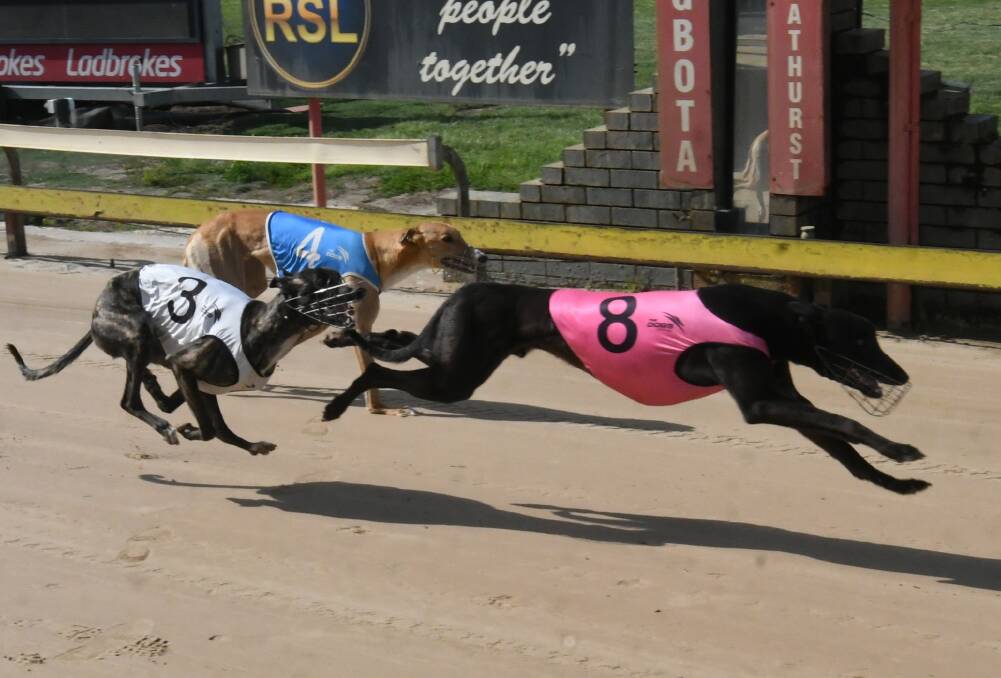 TOO GOOD: Lumeah George (number eight) picked up his maiden win in just his second start at Kennerson Park on Monday afternoon. Photo: CHRIS SEABROOK