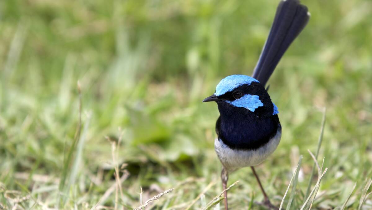 Protecting the Future:  Focusing on nest predators, with nest predation being the most common source of nest failure in passerines (perching birds). 