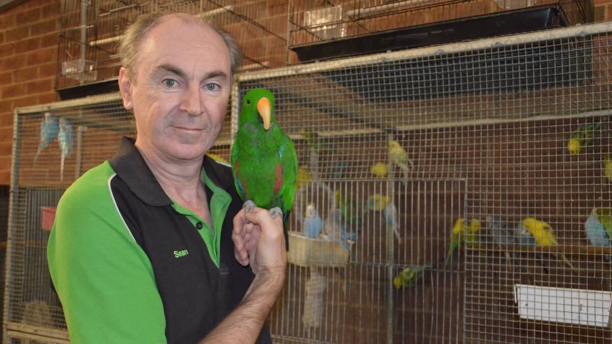 REUNITED: Sean White's beloved Eclectus Parrot Horace has been returned to him after being missing for four months. Photo: Barbara Reeves.