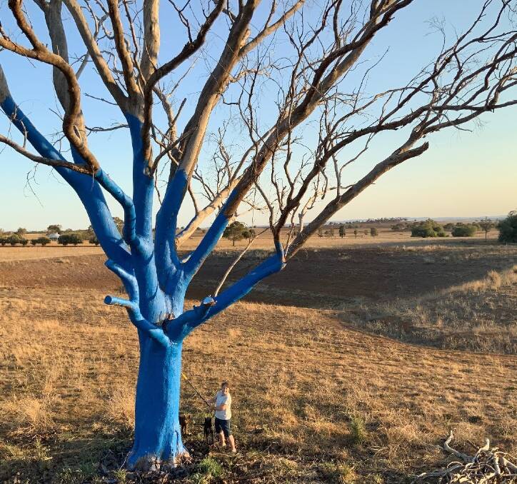 Trees at Peak Hill and Trewilga will be painted blue this Sunday. This photo shows a tree Jeanette and Ian Crafter painted on their property at Wongarbon. Photo supplied.