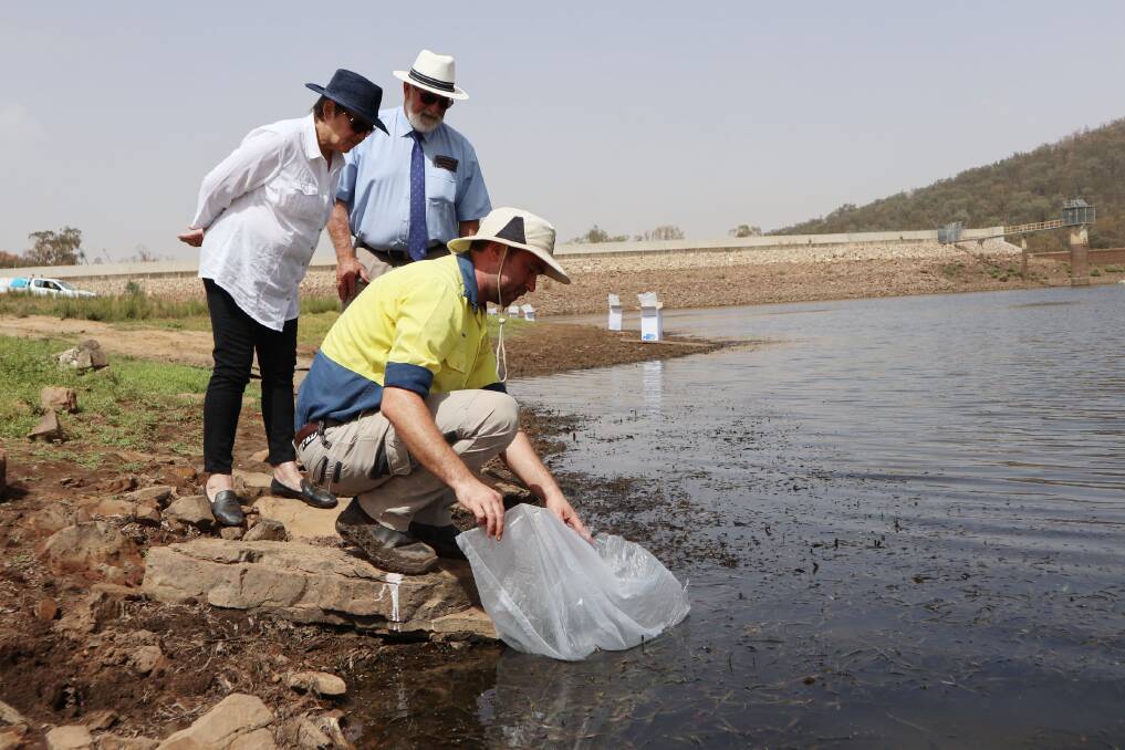 Deputy Mayor Cr Barbara Newton and Mayor Ken Keith OAM watch as Council's Environmental and Sustainability Coordinator Michael Chambers releases the fingerlings at Lake Endeavour. 