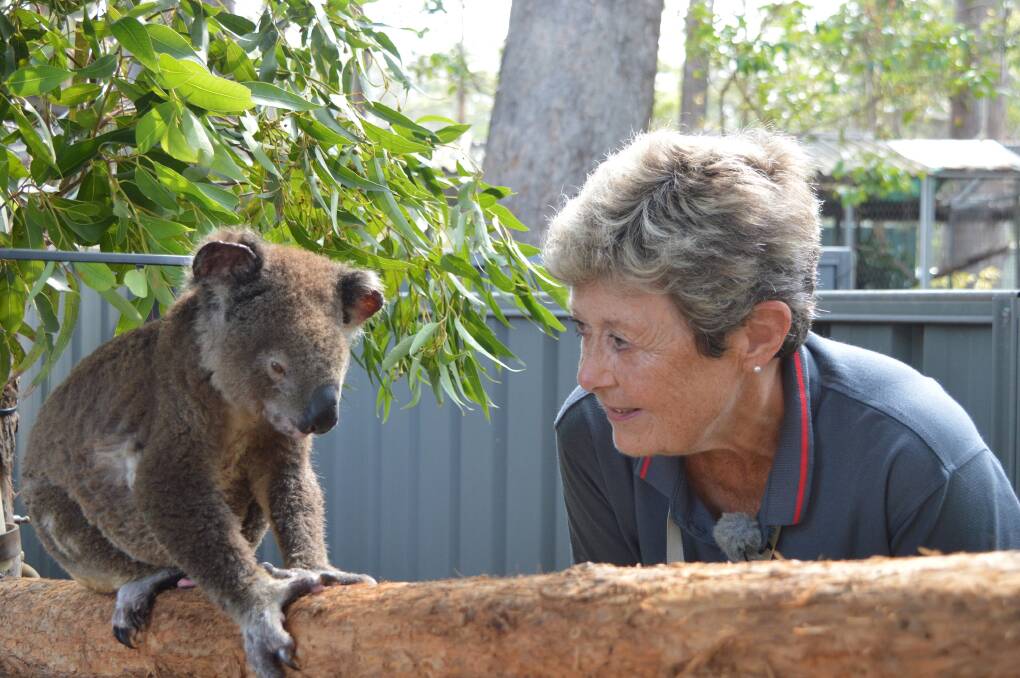 New era: Port Macquarie Koala Hospital spokesperson Sue Ashton and Baz the koala.
