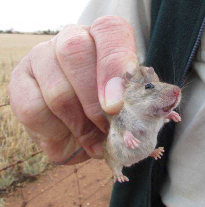 IS THERE AN END IN SIGHT: A wildlife ecologist says it is very hard to predict when the current mouse plague will end. Pictured - Mus musculus also known as the house mouse. Photo: File