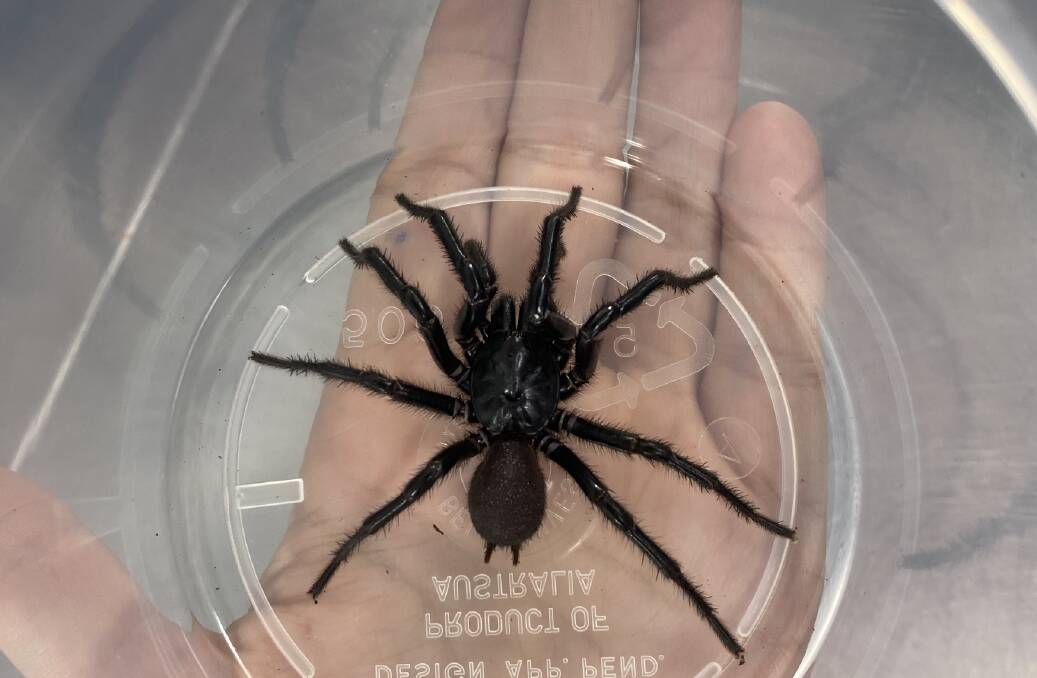 TRUE HERO: The massive spider will now become part of the Australian Reptile Park's venom milking program, to help save lives.