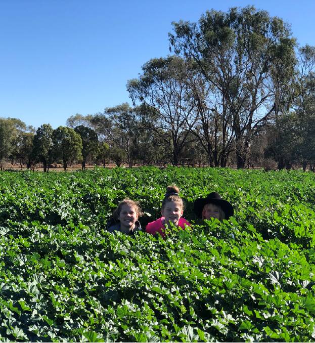 Matilda, Lilli and Oscar Cronin check out how tall the marshmallow is growing this year. Photo supplied.