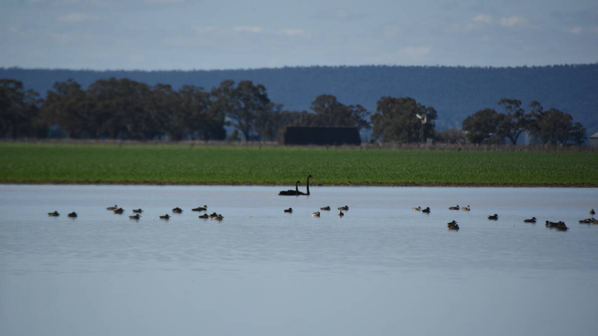 Forecast river heights after inch of rain in Forbes, Cowra