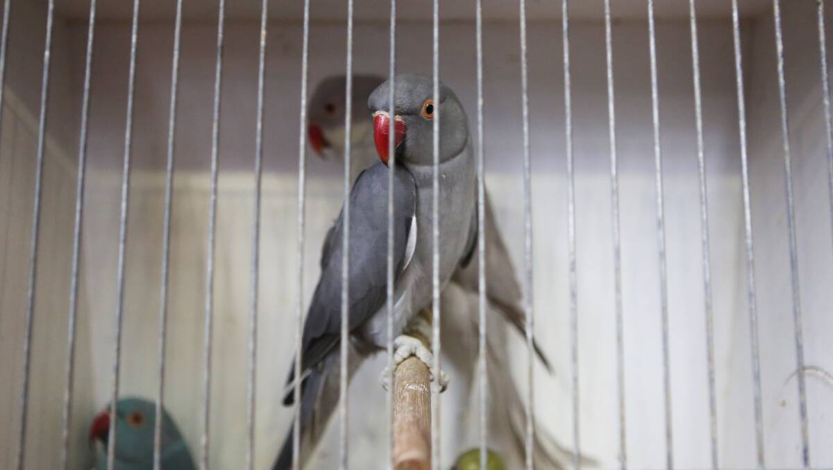 From finches to ringnecks to macaws ... it's all on offer at this Saturday's 20th annual Central West Bird Club sale.
