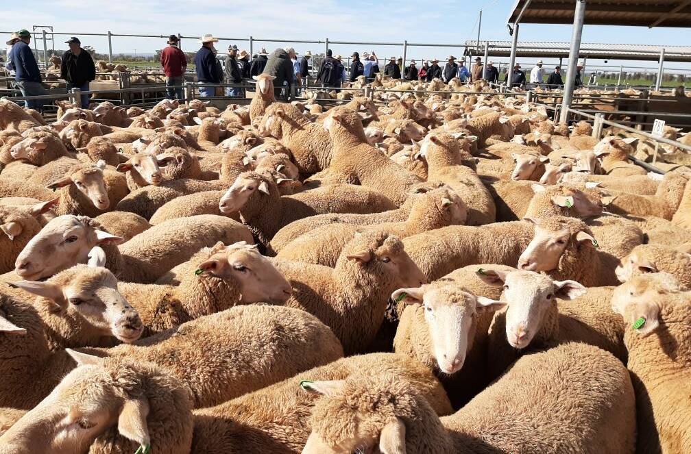 NUMBERS LIFTING: This week's sheep and lamb sale saw prices strengthen as the day went on. Photo: Submitted