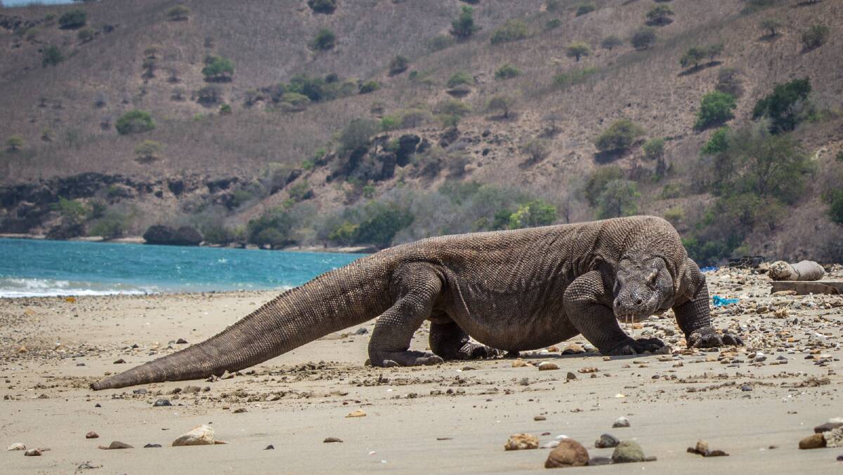 Destinations are closing, or considering closing, overcrowded sites like Komodo National Park in Indonesia. Picture: Michael Turtle