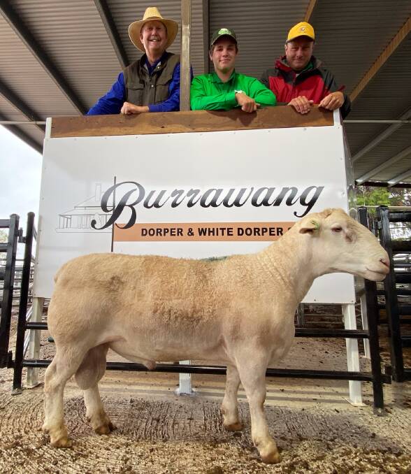 BIG MONEY: Burrawang Dusty sold for top price at $26,000, pictured with Burrawang studmaster Wicus Cronje, and buyers Callum and Hamish Wald from Condobolin.