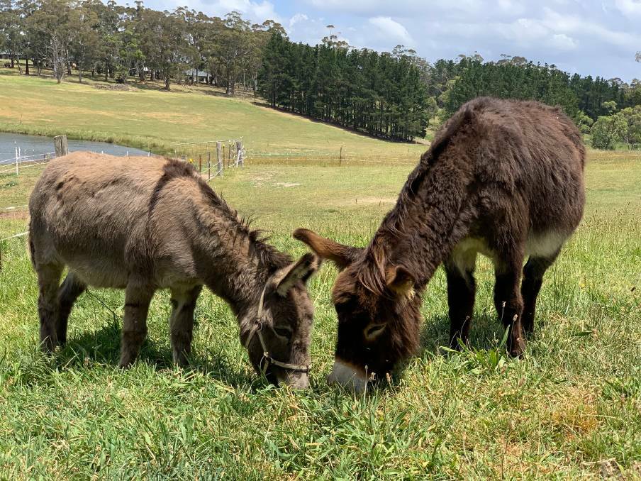 The pair of donkeys have been safely relocated to a friend's property and are enjoying the green grass. Photo: Supplied.
