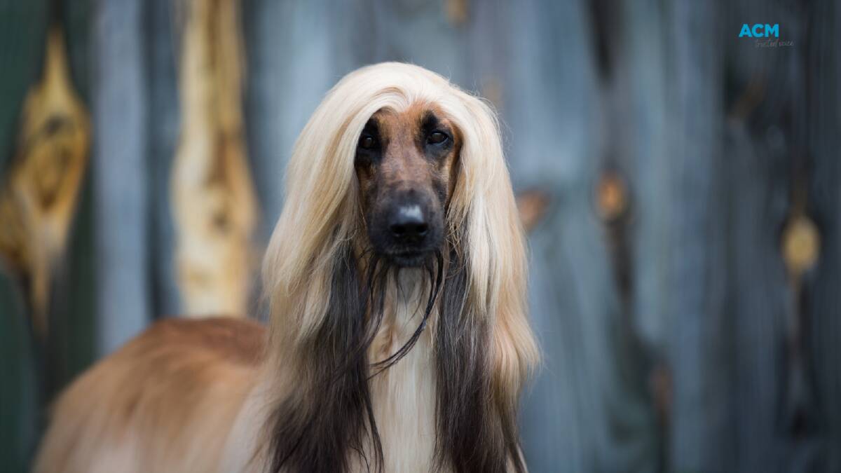 The Afghan Hound has been listed as one of the least intellegent dog breeds, according to Adelaide Vet. Photo: File