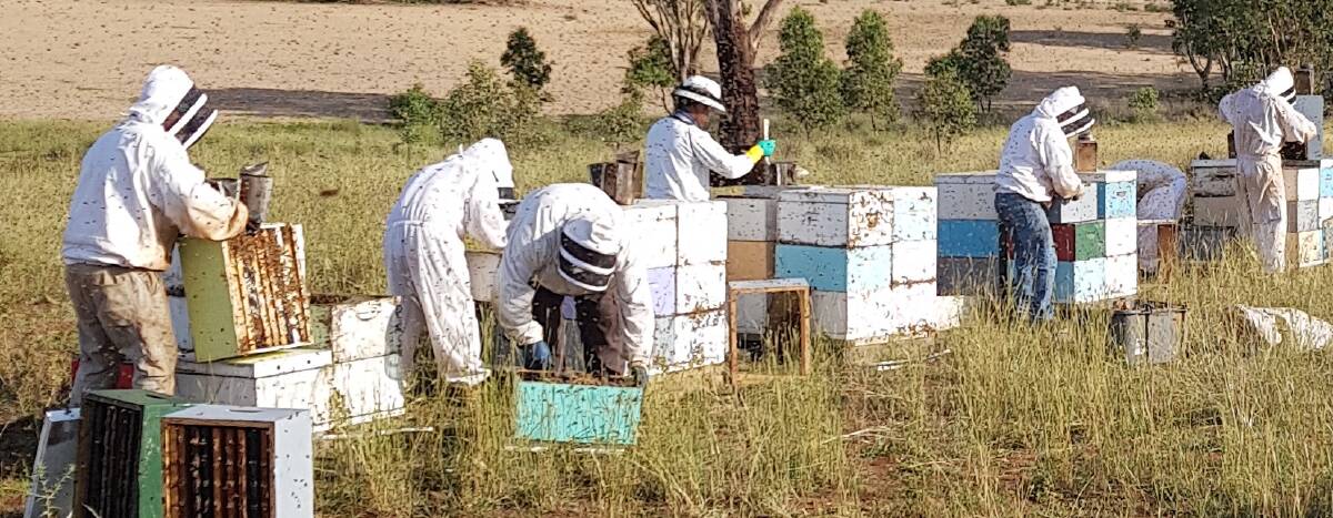 NO HONEY, NO MONEY: The ongoing drought and heatwave conditions have put bees under stress. Photo: SUPPLIED
