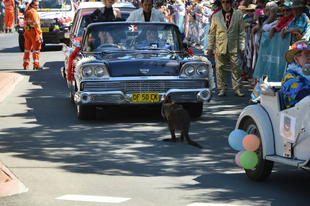 A wallaby made a quick appearance during Saturday's Parkes Elvis Festival street parade. Picture by Christine Little