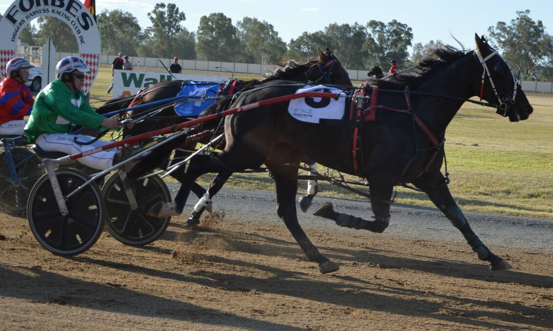 WHAT A NIGHT: Nathan Hurst drove a winning treble at Parkes on Friday night with Royal Feeling, Sharp Shooter and Gabbys Sportstar, who's pictured racing at Forbes in April. Photo: ANYA WHITELAW