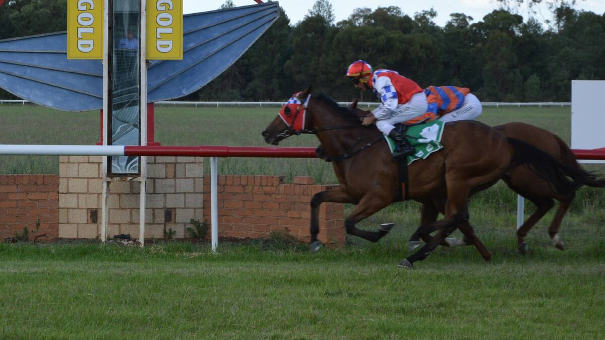 GUTSY WIN: Coulpa, a $600 purchase, got the job done for Parkes trainer Sharon Jeffries in the last on January 23, defeating by Griffin's Head by a head over 1600m. Photo: Kristy Williams.