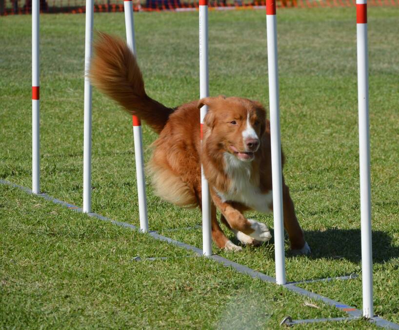 ULTIMUTT PUPS: Agility trials are returning to Parkes on Friday, March 4, for a night meeting. Photo: KRISTY WILLIAMS.