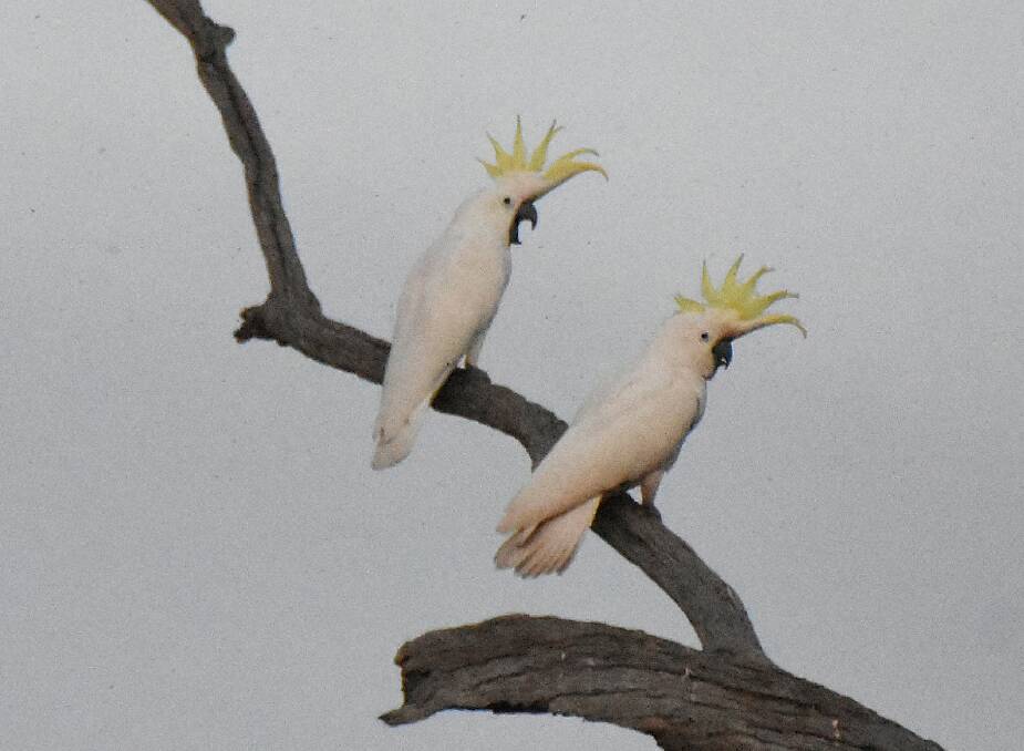 WATCH THE SPARKS FLY: These Sulphur-crested Cockatoos were spotted during a count by Australian Community Media's Renee Powell at Gum Swamp, which is just south of Forbes. Photo: RENEE POWELL.