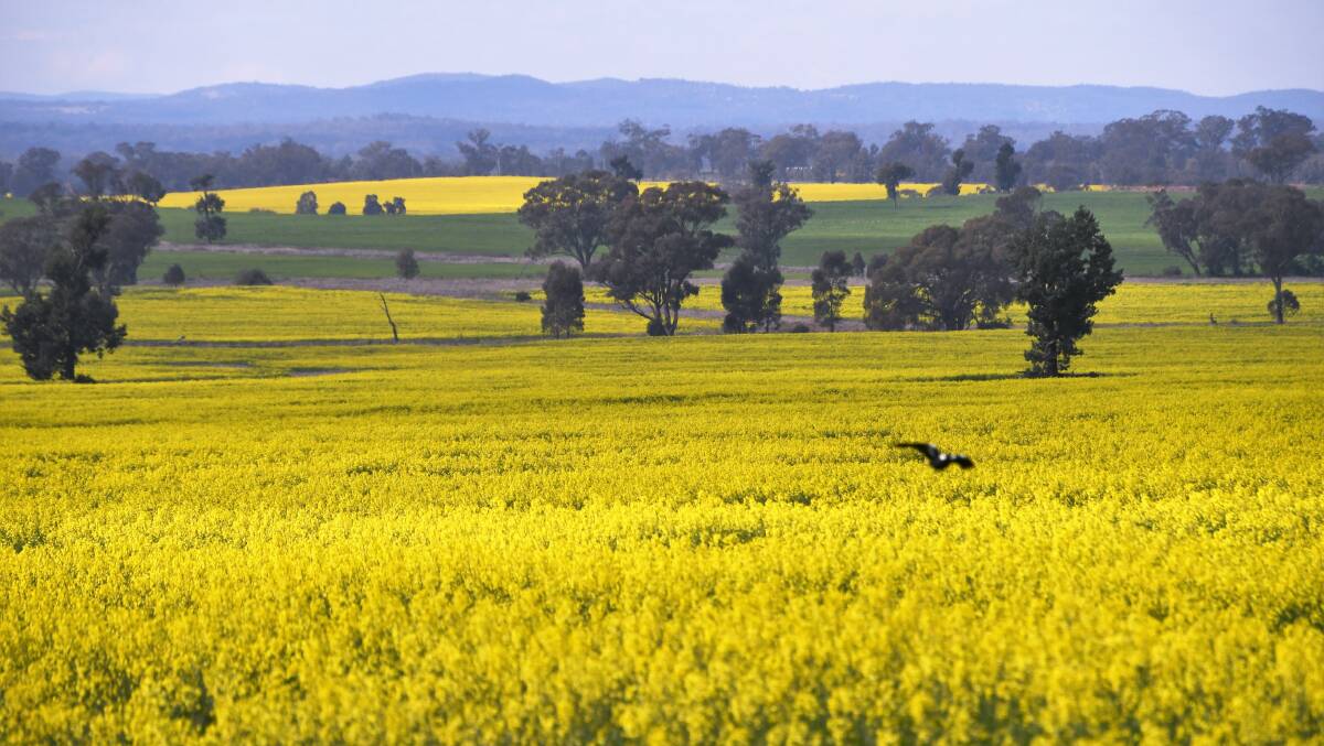 RIVERS OF GOLD: The winter cropping canola season is in full swing around Parkes. Photo: JENNY KINGHAM.
