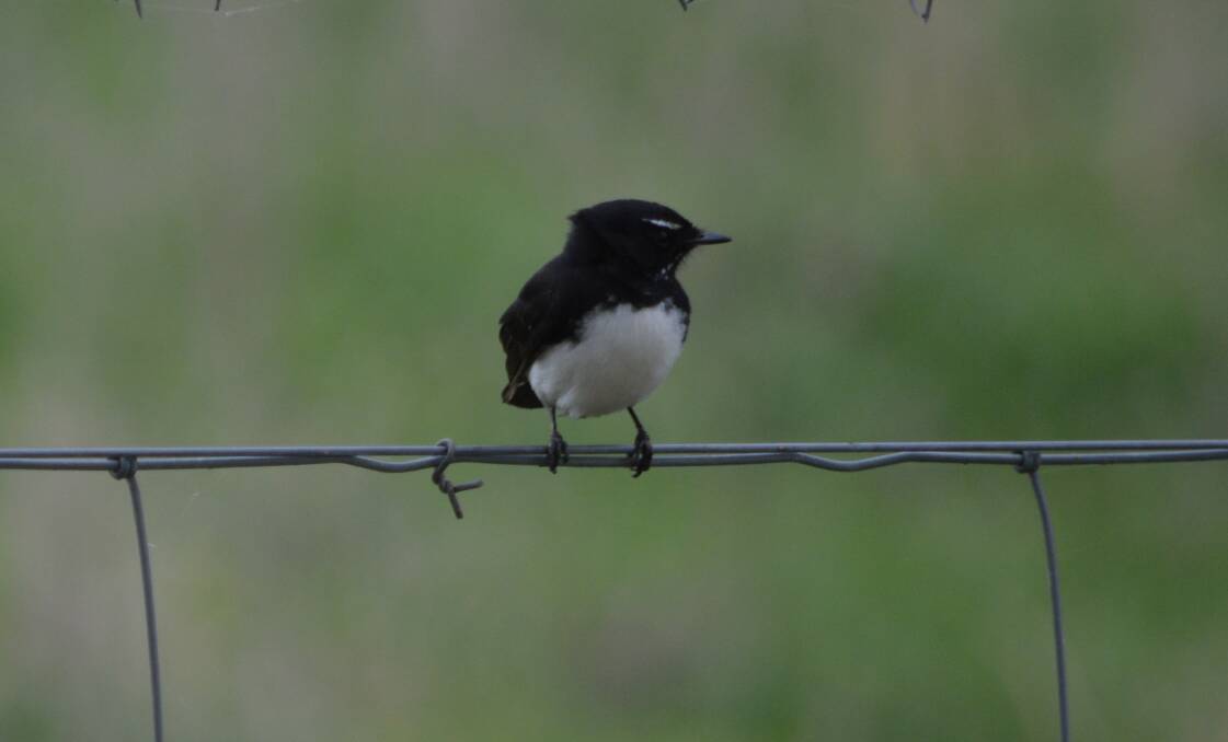 HEY THERE: Willie Wagtails are the most common bird. Photo: KRISTY WILLIAMS.