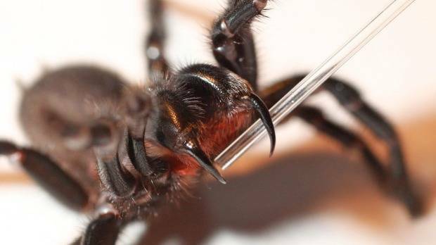BE MINDFUL: Atrax robustus, the Sydney Funnel-web Spider is responsible for deaths and many medically serious bites. While uncommon, they have been spotted in Parkes.