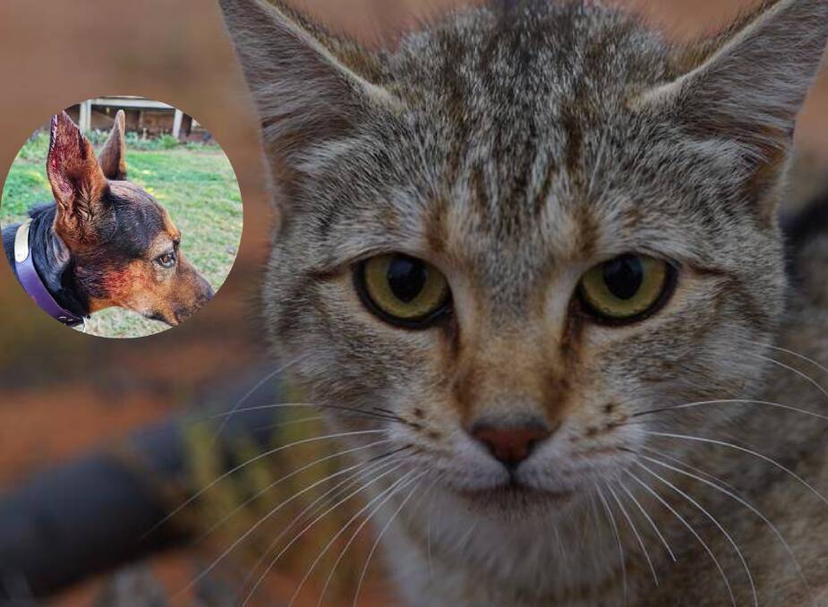 CATS ON THE LOOSE: Roaming cats, both domestic and feral, are a huge issue int he Parkes Shire. Inset - A Parkes resident's dog after a cat attacked her in the secure yard, a wound that subsquently got infected. Photos: Supplied.