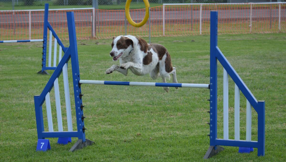 FURTASTIC: The Parkes Kennel Club is hosting another Jumping and Agility Trial this weekend at the Parkes Showground. Photo: KRISTY WILLIAMS.