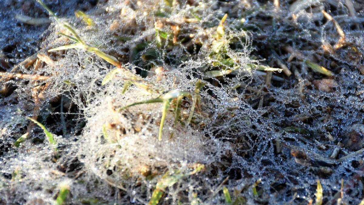 COLD MONTH: There has been a number of frosts, like this one pictured, this winter already in Parkes and surrounding areas. Photo: JENNY KINGHAM