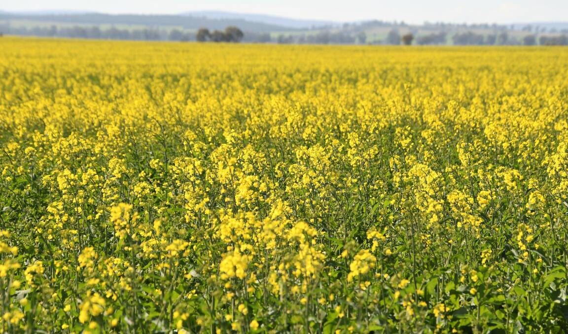 A paddock planted with canola at Tichborne. Photo: Jenny Kingham.