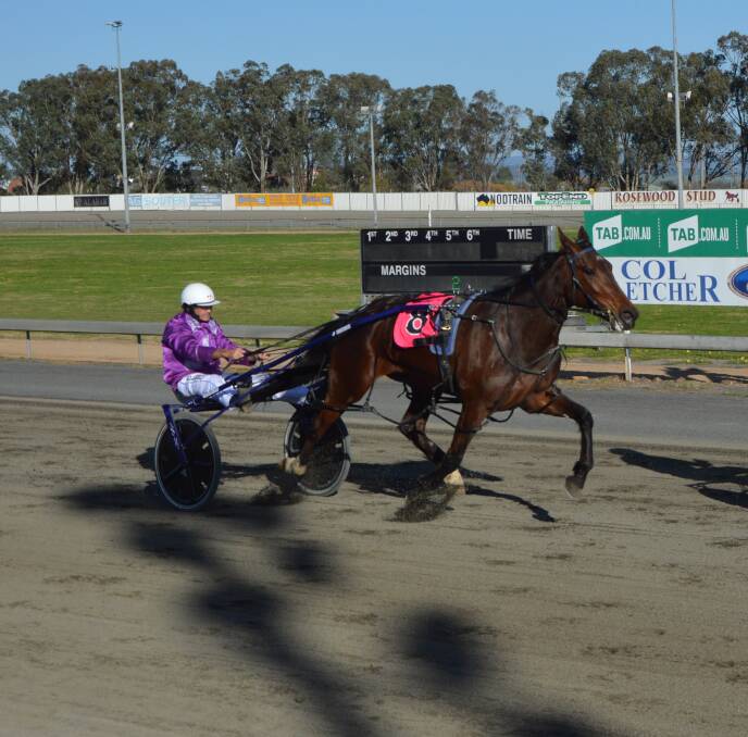 CONSISTENT: KARINYA JUDE has finished in the placings in seven of her last eight starts. The mare is trained by Forbes' Gary Eyre and loves the Parkes track. She's placed in 10 of 19 career starts. Photo: Kristy Williams.