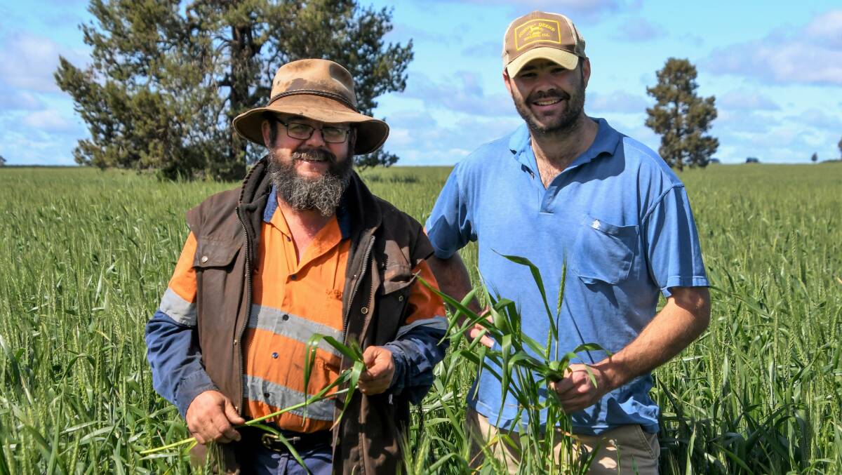 BUMPER HARVEST: Tichborne Farmers Neil Kingham and Mark Ranger viewing this years wheat crop, the best for years. Photo: Jenny Kingham.