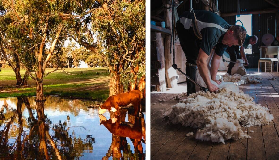 CENTRAL WEST IS BEST: 2020 competition entrants from left - 'Drinks at Dusk' by Kaitlyn Rutledge, Woodstock, and right - 'Shearing Time' by Megan Rutherford, Blayney. Photos: SUPPLIED.