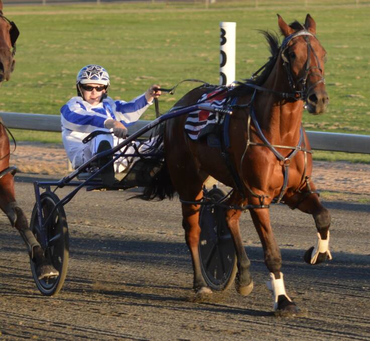 BIG EFFORT: Parkes driver William Cassell in the gig of Lou Cee last Saturday at the Parkes Harness Racing Club. It was one of two wins for him on the night, the other being aboard Mighty Joe. Photo: KRISTY WILLIAMS.