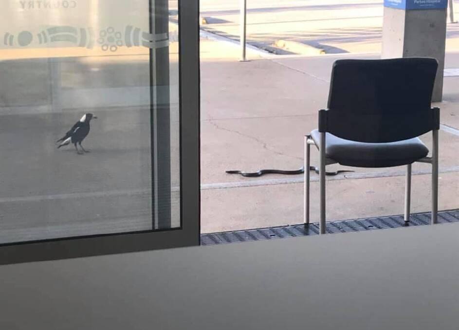 STAND OFF: In a classic Australian scene, a magpie stares down a black snake outside Parkes hospital. Photos: Snake catcher Forbes.