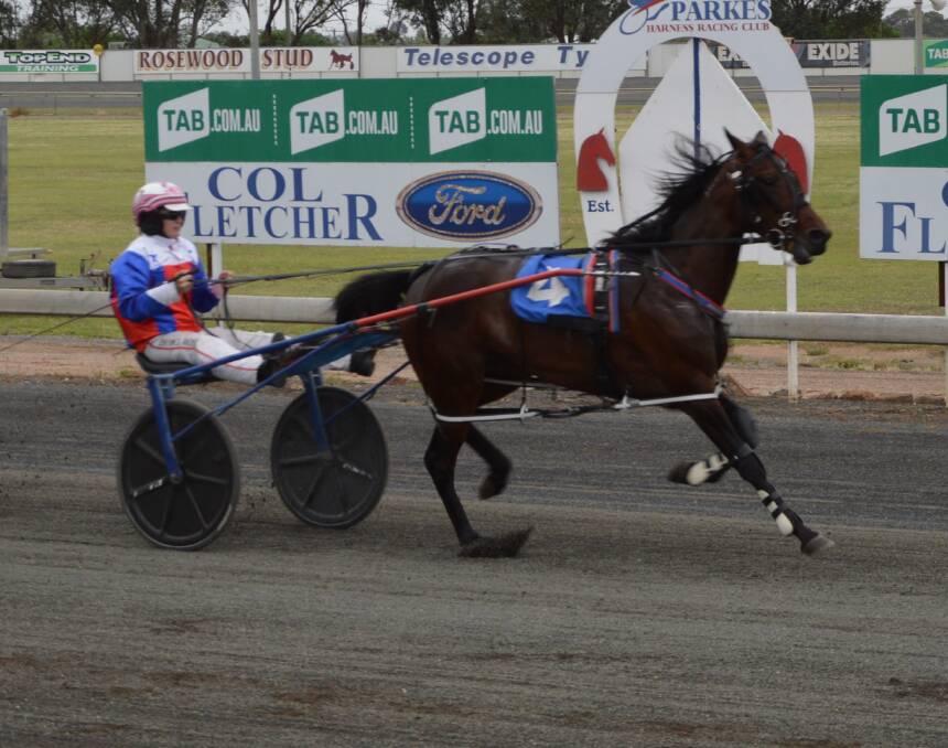 READY TO ROLL: The Amanda Turnbull-trained Miss Lemon will start as the odds-on favourite from gate one in the Breeders Challenge for three-year-old Fillies tonight at the Parkes Harness Racing Club. Photo: KRISTY WILLIAMS.