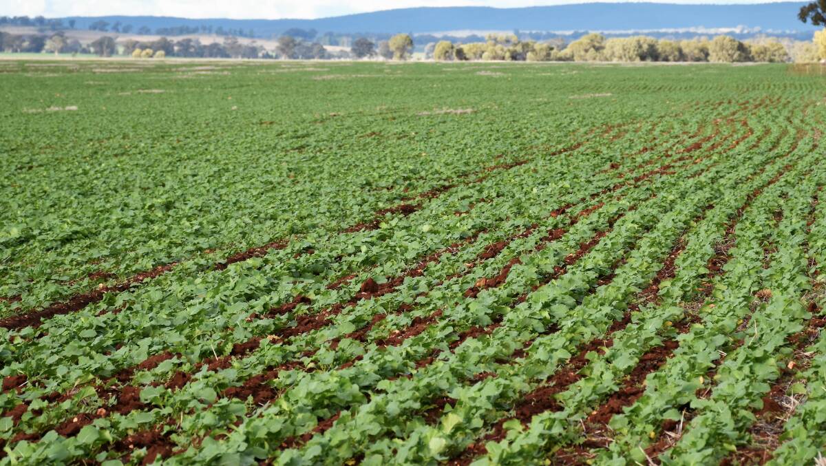 GOOD NEWS: This canola planted in Tichborne highlights the strong confidence in the market and growing conditions. Photo: JENNY KINGHAM.