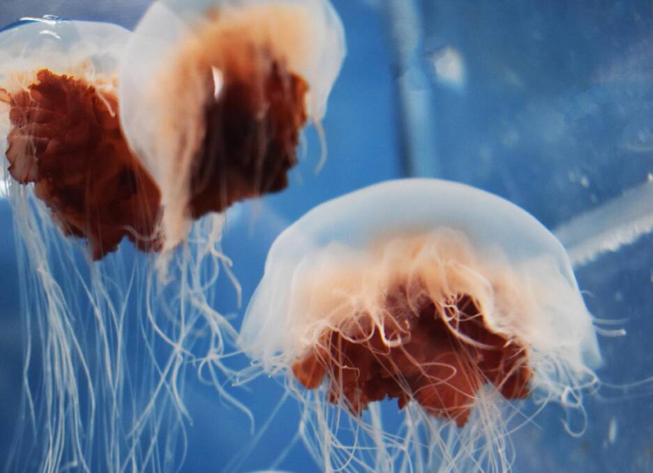 Ocean Invaders: guests will be immersed in the beauty of a jellyfish invasion.