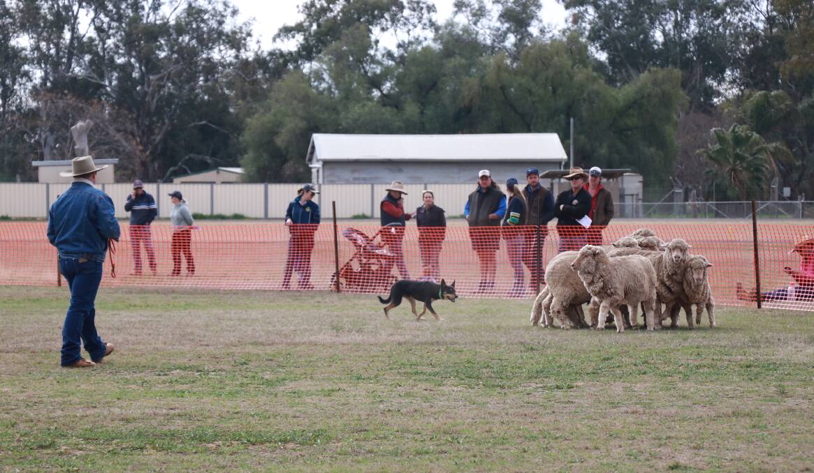 A crowd watched the dogs demonstrate their yard work during last year's auction.