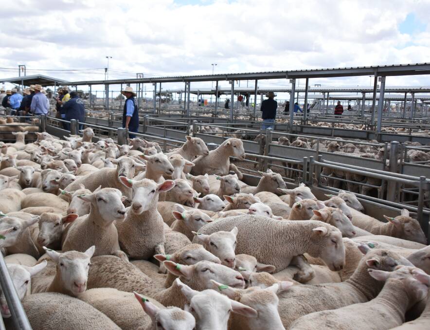 Lamb numbers lifted and the quality was surprisingly good given the wet weather conditions at Tuesday's lamb and sheep sale, MLA's National Livestock Reporting Service said in this week's market reports. 
