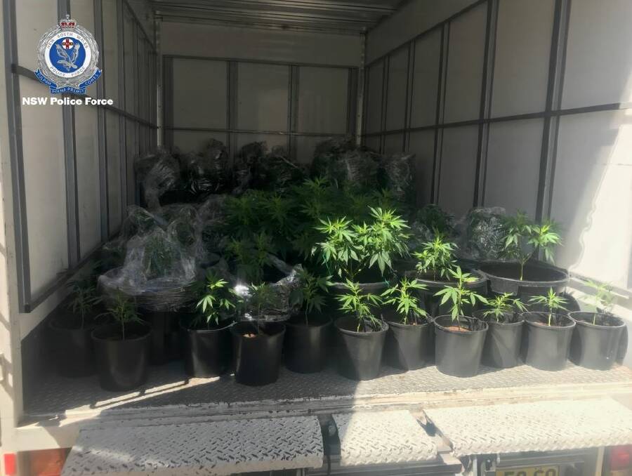 Just some of the cannabis plants seized from properties in Canowindra and Marrangaroo. Photo: NSW Police.
