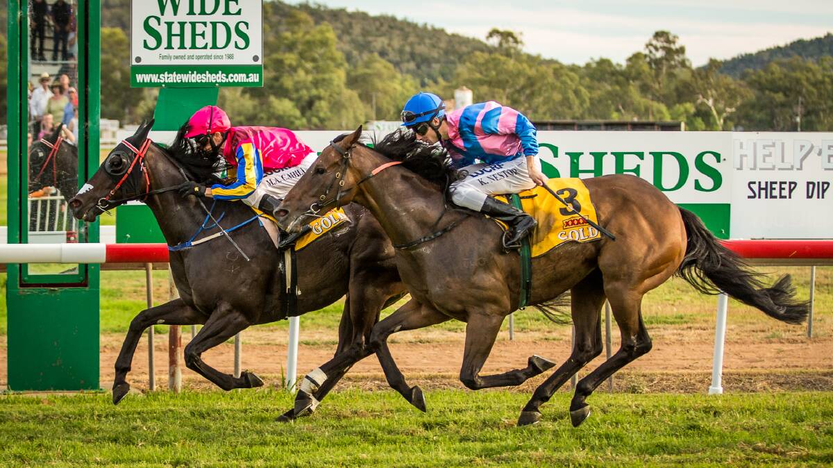 Good Run: Zarhron, ridden by Mathew Cahill, holds off Jest Crewsin' (Kody Nestor) to win the Town Plate at Wellington. Recently Zarhron crossed the line as the winner of the Breakout River Meats Japan Cowra Cup.