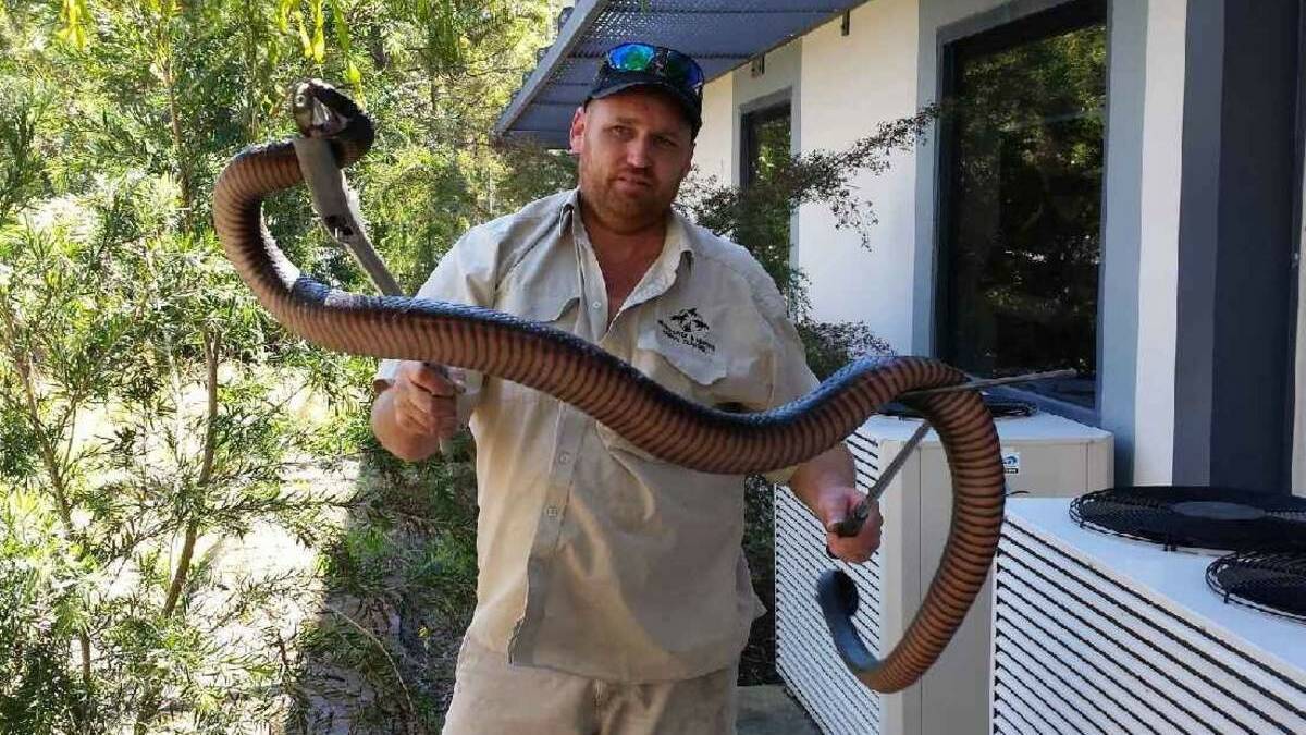 BIG: Even snake catcher Geoff Delooze was surprised by this beauty. Picture: Newcastle and Hunter Animal Control