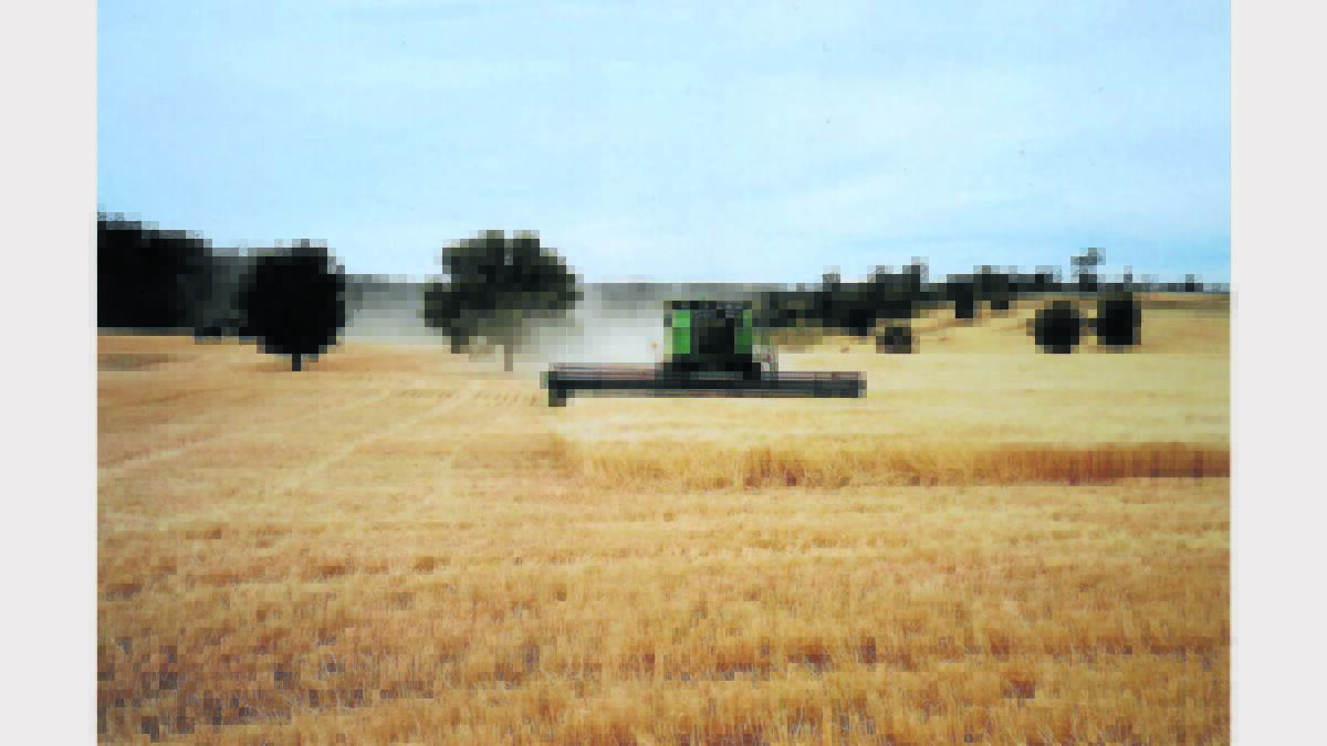 Harvest time at ‘Swansea’ in 2007.   sub