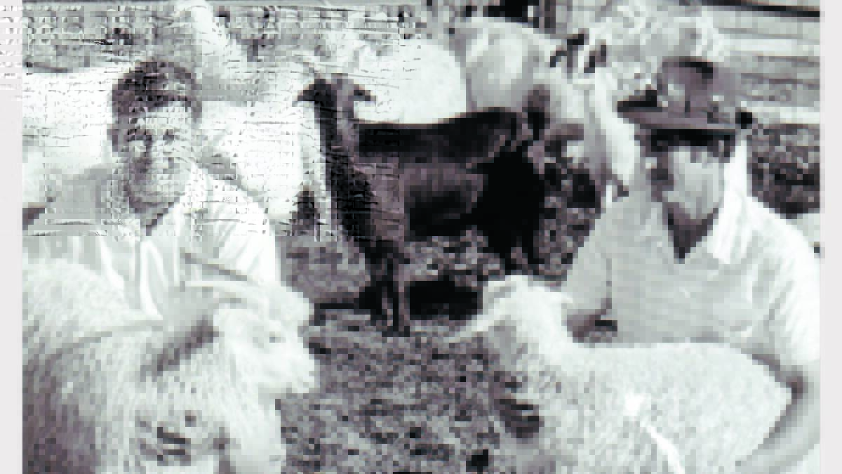 Cliff Westcott (left) and Jack Mulligan at ‘Honey Springs’ in 1971 with some of their Angora Goats. It was a joint venture breeding program that started with one pure bred Angora Goat combined with feral goats from the Harvey Ranges.  sub