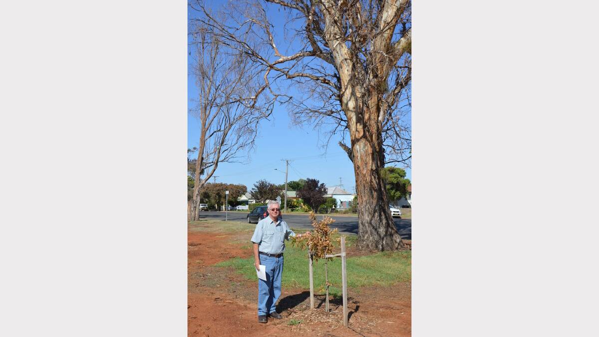 Mature aged trees have died and newer plantings have either died or are struggling from what Cr Haddin believes are salinity issues. Photo: Bill Jayet.   