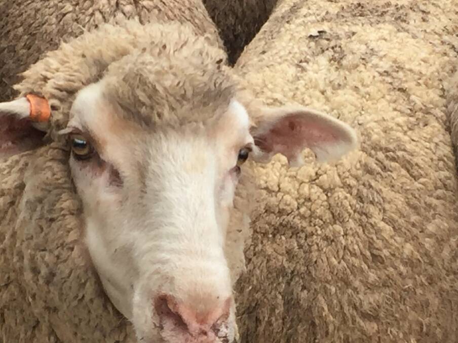 TAKEN: Some of the 102 merino hoggets that were stolen from a property at Tullibigeal, west of Forbes and Parkes. Photo: NSW POLICE