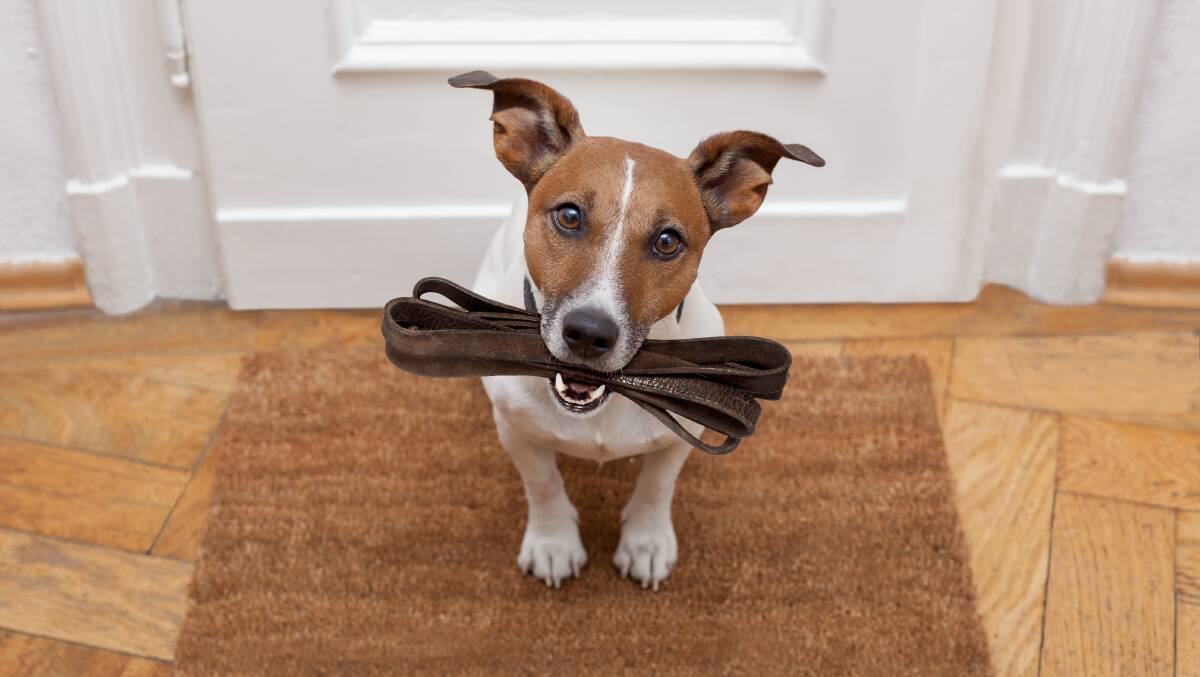 15 fun facts about dogs to celebrate National Dog Day. Picture by Shutterstock