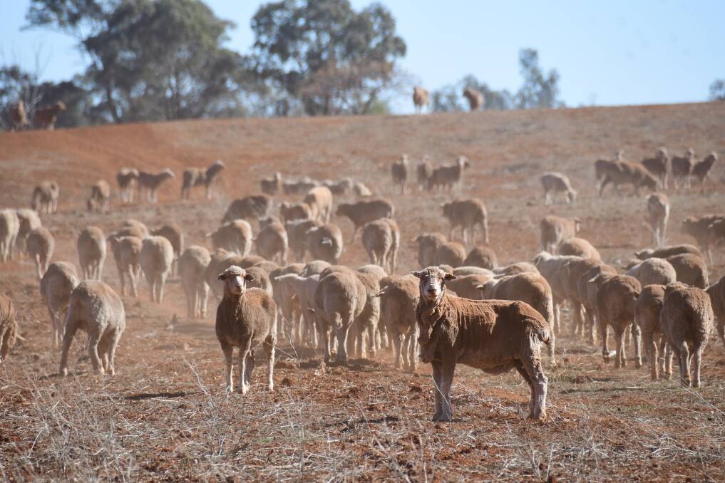 DRY TIMES: Currently 100 per cent of the Central West is in drought or drought affected. Photo: AMY MCINTYRE