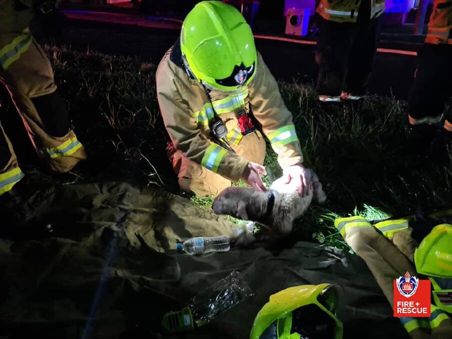BLAZE: A dog being treated by firefighters after it was rescued from the home that was on fire. Photo: FRNSW