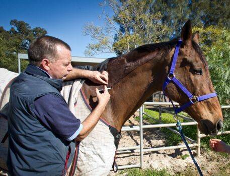 A vet, Derek Major, administers a Hendra virus vaccine to his horse Summit (file picture). Photo: Geoff Jones
